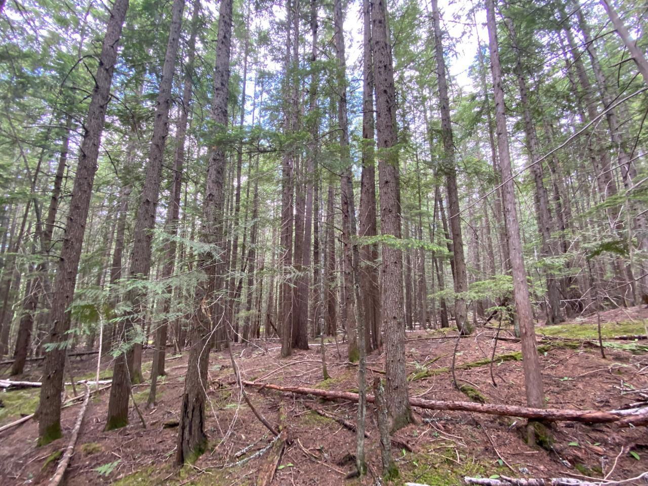 Lot 7 Highway 6, Slocan, British Columbia  V0G 2C0 - Photo 15 - 2472283