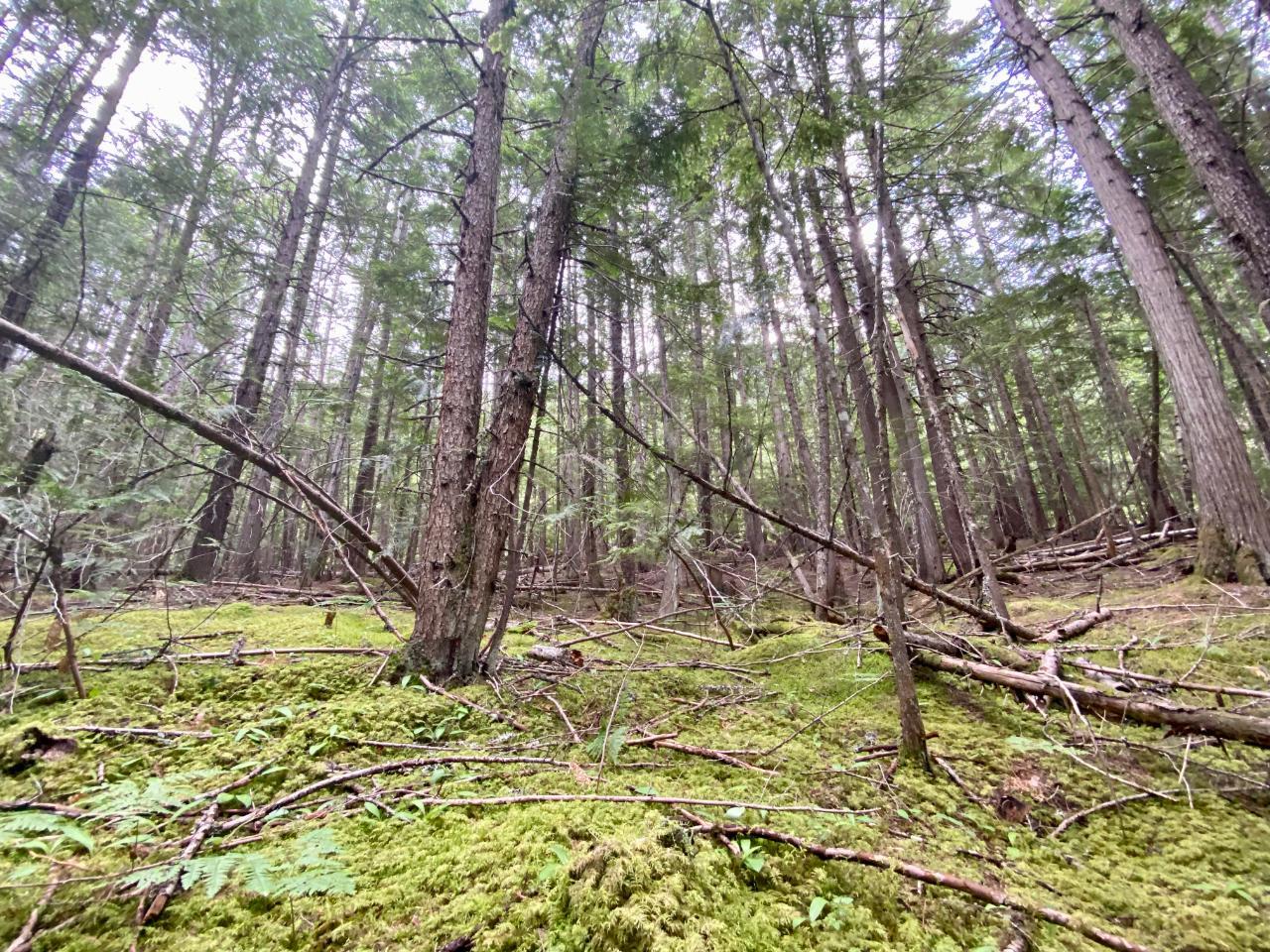 Lot 7 Highway 6, Slocan, British Columbia  V0G 2C0 - Photo 9 - 2472283