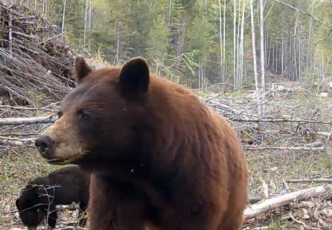 1827s Morrissey Creek Rd, Grand Forks, British Columbia  V0H 1H2 - Photo 12 - 2472583