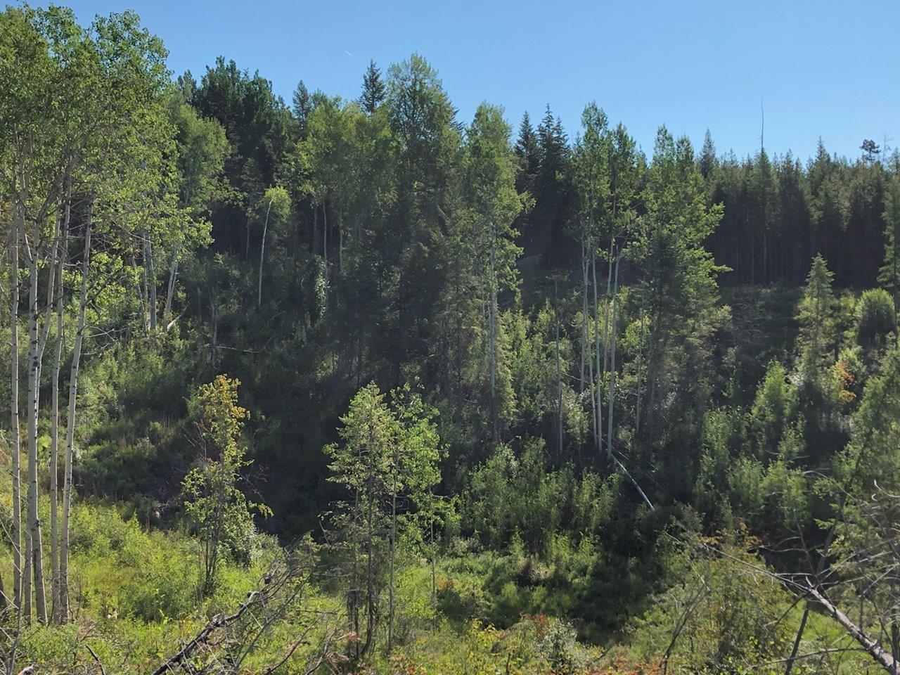 1827s Morrissey Creek Rd, Grand Forks, British Columbia  V0H 1H2 - Photo 3 - 2472583