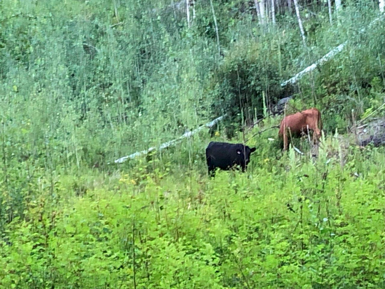 1827s Morrissey Creek Rd, Grand Forks, British Columbia  V0H 1H2 - Photo 6 - 2472583