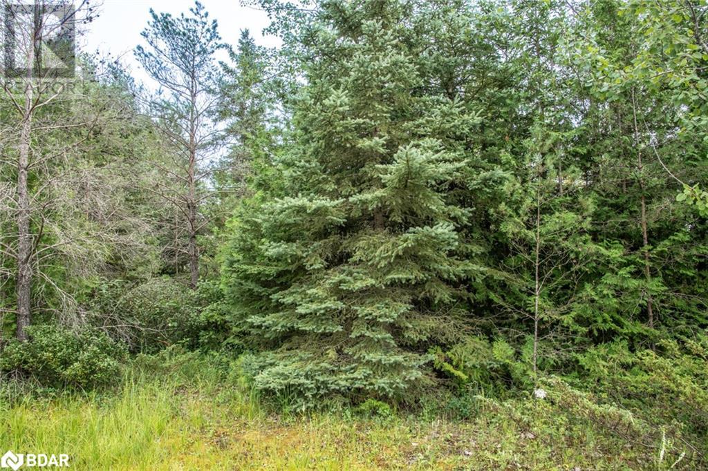 Lot 250 Mcguire Beach Road, Kawartha Lakes, Ontario  K0M 2B0 - Photo 4 - 40469331