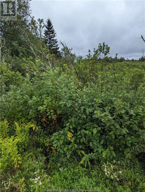 42 Mcfarlane Rd, Berry Mills, New Brunswick  E1G 2M4 - Photo 5 - M154833