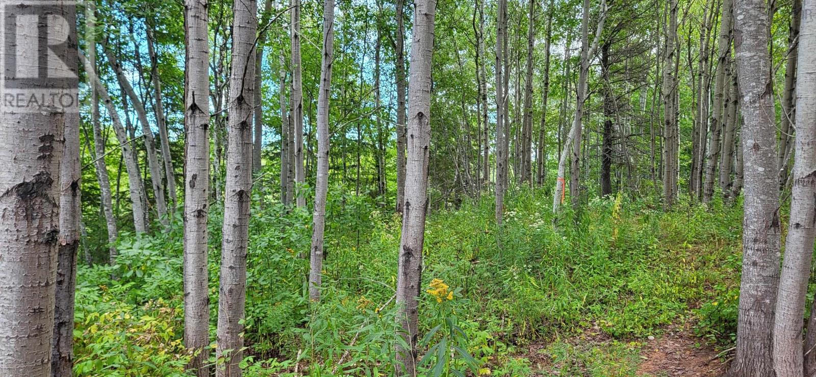 Lot 09-M2 Cooper Road, French River, Nova Scotia  B0K 1V0 - Photo 11 - 202221717