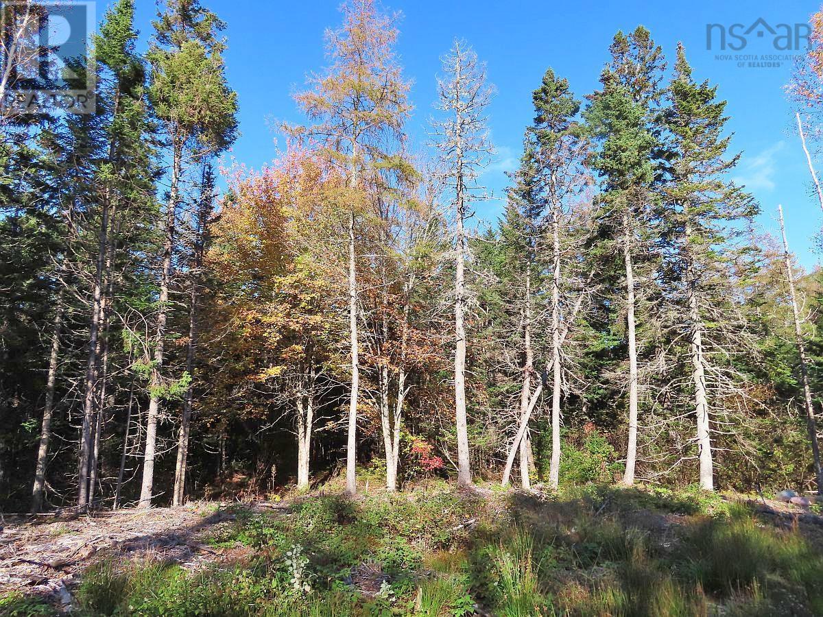 Lot 8 Lower River Road, Highway #4, Cleveland, Nova Scotia  B0E 1J0 - Photo 10 - 202323032