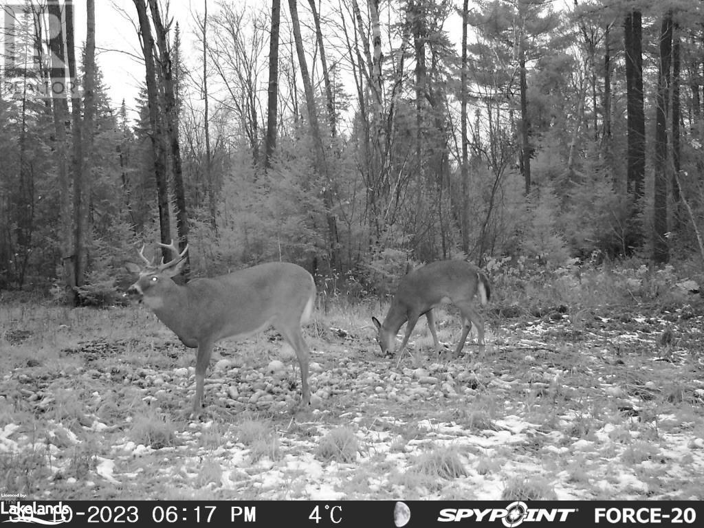 0 Haliburton Lake Road, Haliburton, Ontario  K0M 1S0 - Photo 2 - 40509785