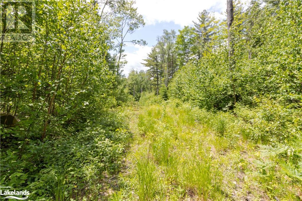 0 Haliburton Lake Road, Haliburton, Ontario  K0M 1S0 - Photo 35 - 40509785