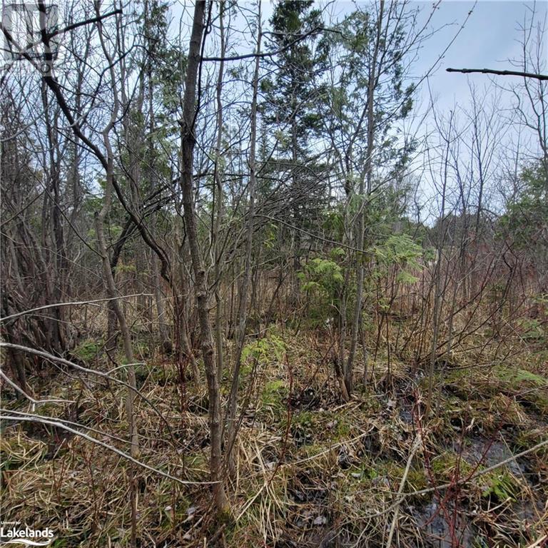 Part Lot D20 Stokes Bay Road, Bruce, Ontario  N0H 1W0 - Photo 1 - 40514883