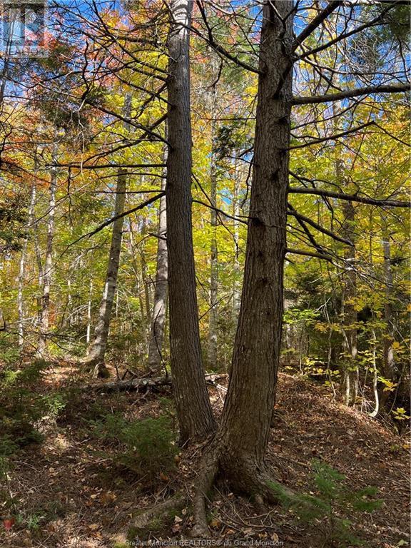 Lot Scotch Settlement Rd, Irishtown, New Brunswick  E1H 1R1 - Photo 17 - M147615