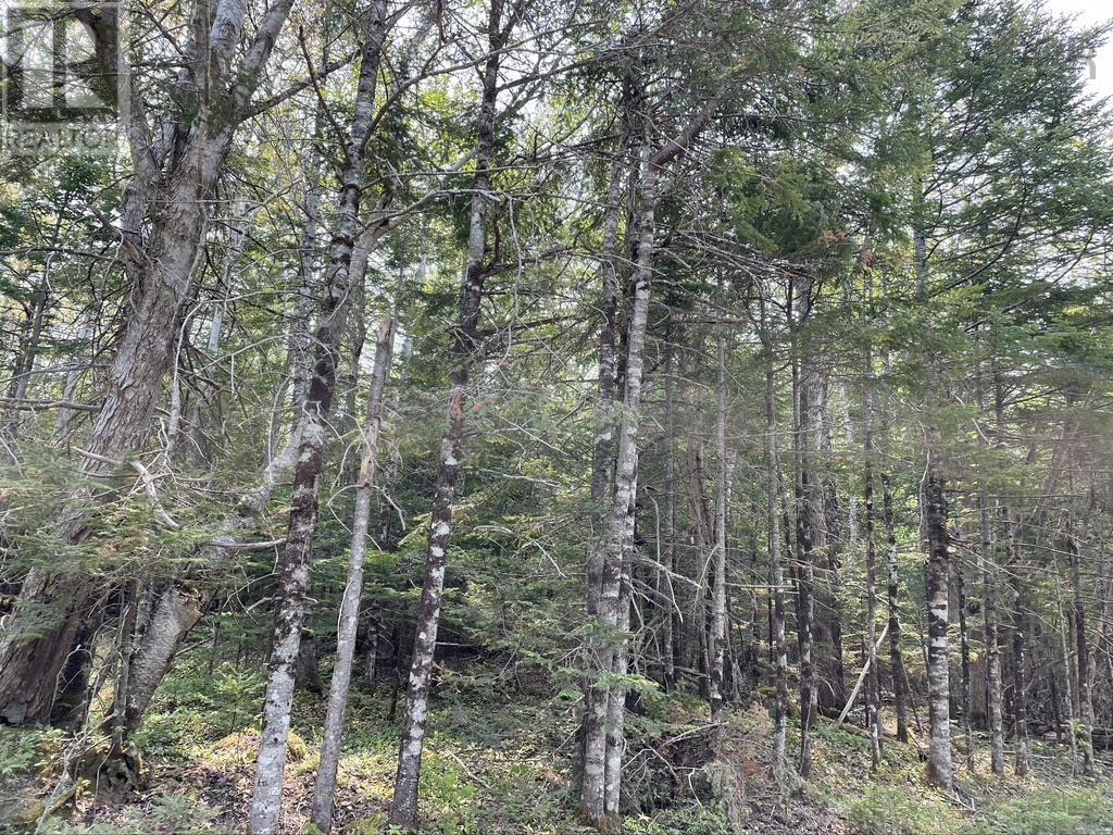 Old County Road, Baddeck Inlet, Nova Scotia  B0E 1B0 - Photo 5 - 202312408