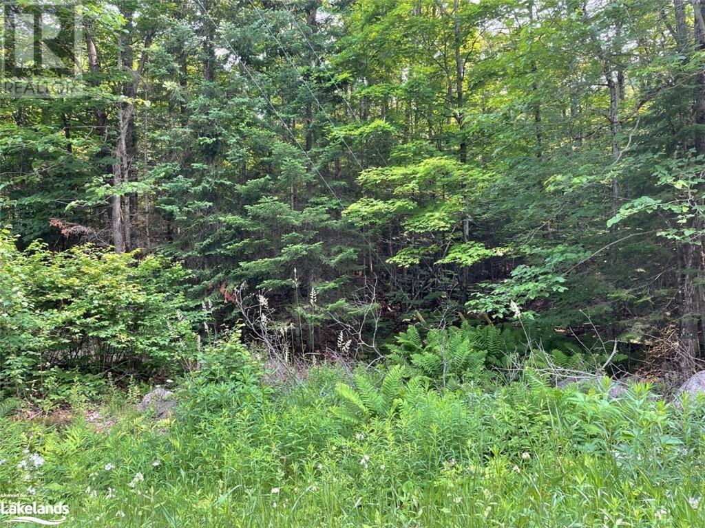 0 Coleman Lake Road, Haliburton, Ontario  K0M 1S0 - Photo 3 - 40519135