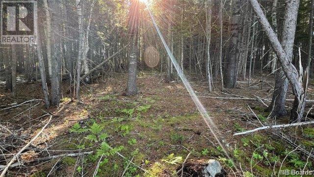 Lot Bantalor Road, Boiestown, New Brunswick  E6A 1L8 - Photo 3 - NB077370