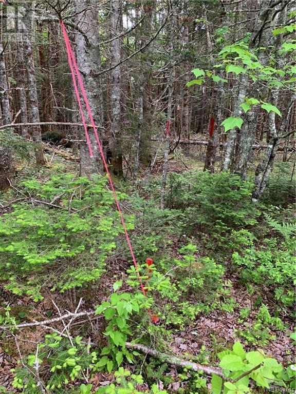 Lot 15-B Burchills Flats, St. Martins, New Brunswick  E5R 1V2 - Photo 8 - NB088664