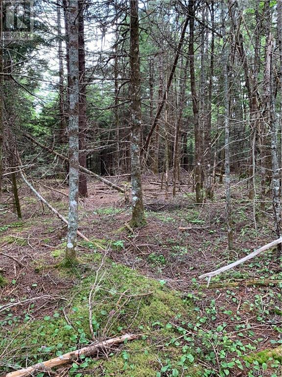 Lot 15-B Burchills Flats, St. Martins, New Brunswick  E5R 1V2 - Photo 5 - NB088664