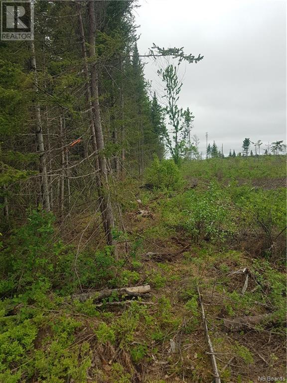Lot 1 Clearwater Brook Road, Astle, New Brunswick  E6A 1P9 - Photo 6 - NB092297