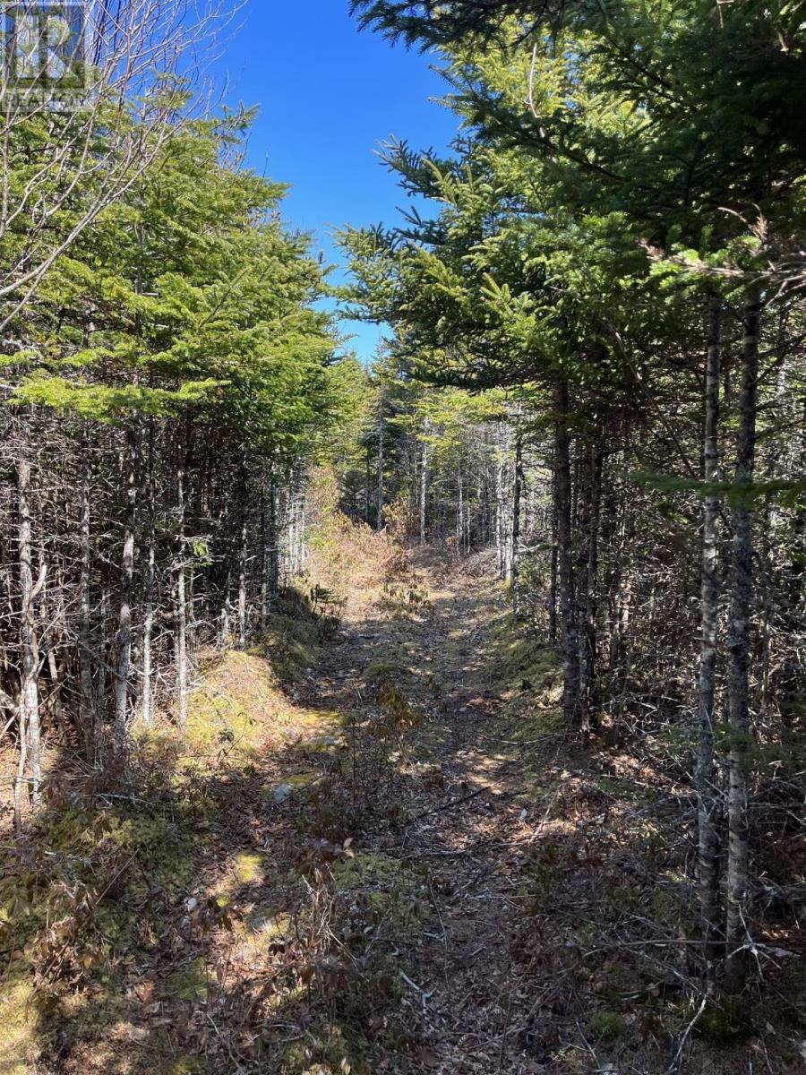 Lot Bald Rock Road, Bald Rock, Nova Scotia  B3V 1K9 - Photo 5 - 202315285