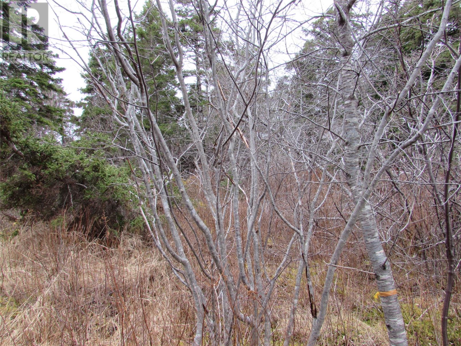 15-17 Bally Hack Road, Avondale, Newfoundland & Labrador  A0A 1B0 - Photo 24 - 1266970