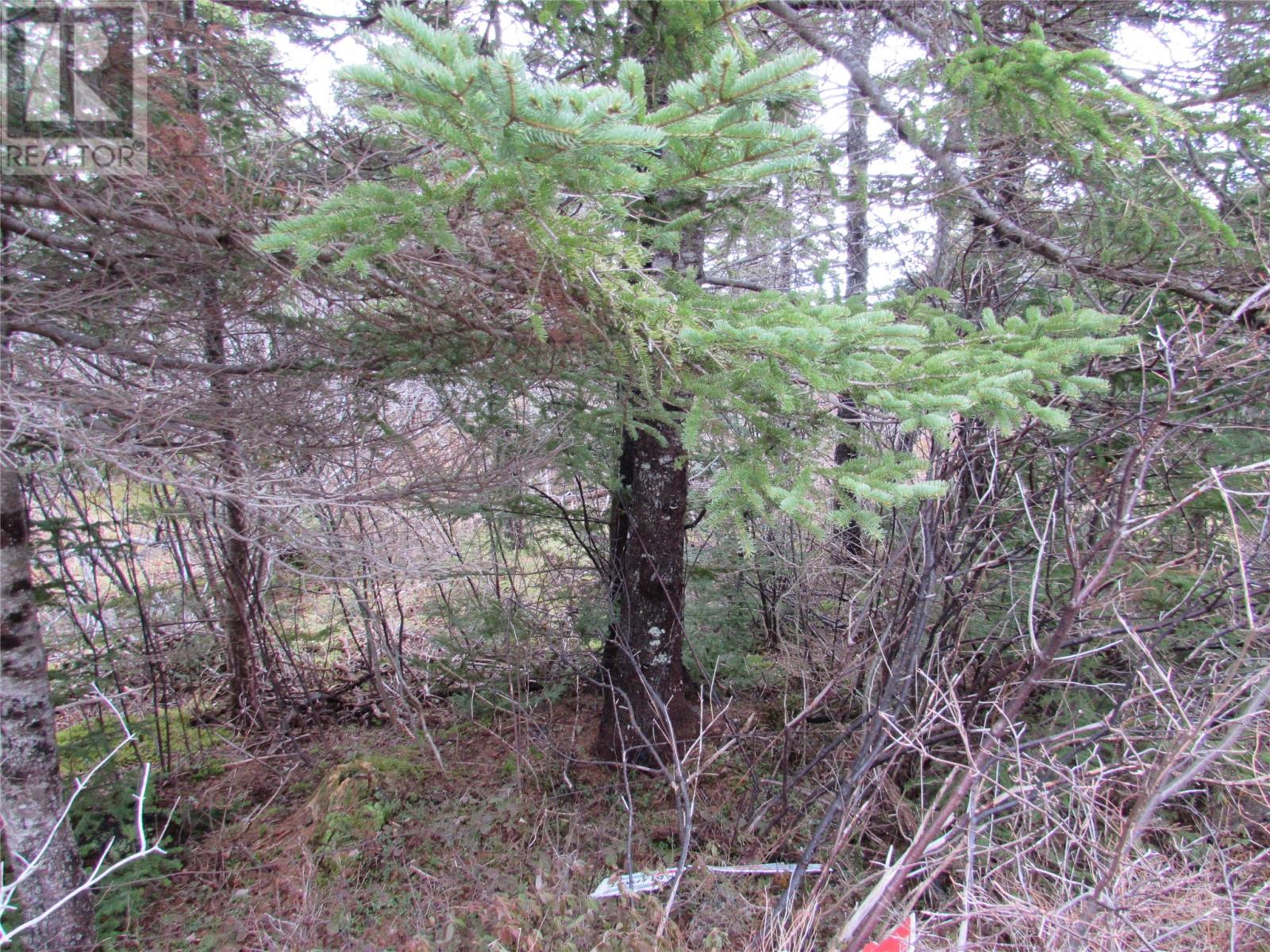 15-17 Bally Hack Road, Avondale, Newfoundland & Labrador  A0A 1B0 - Photo 32 - 1266970