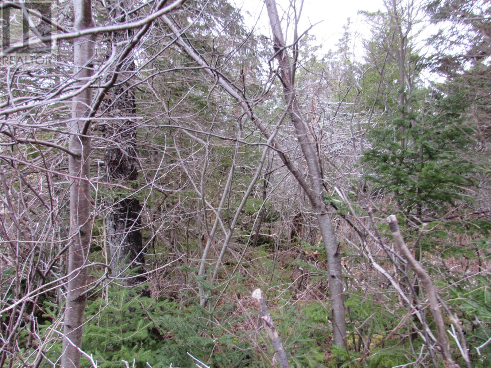 15-17 Bally Hack Road, Avondale, Newfoundland & Labrador  A0A 1B0 - Photo 37 - 1266970