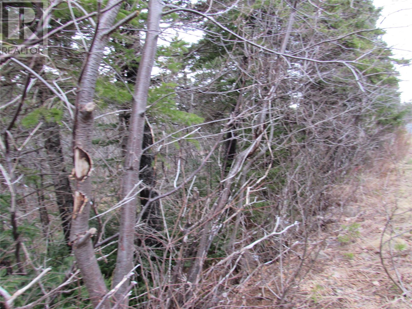 15-17 Bally Hack Road, Avondale, Newfoundland & Labrador  A0A 1B0 - Photo 39 - 1266970
