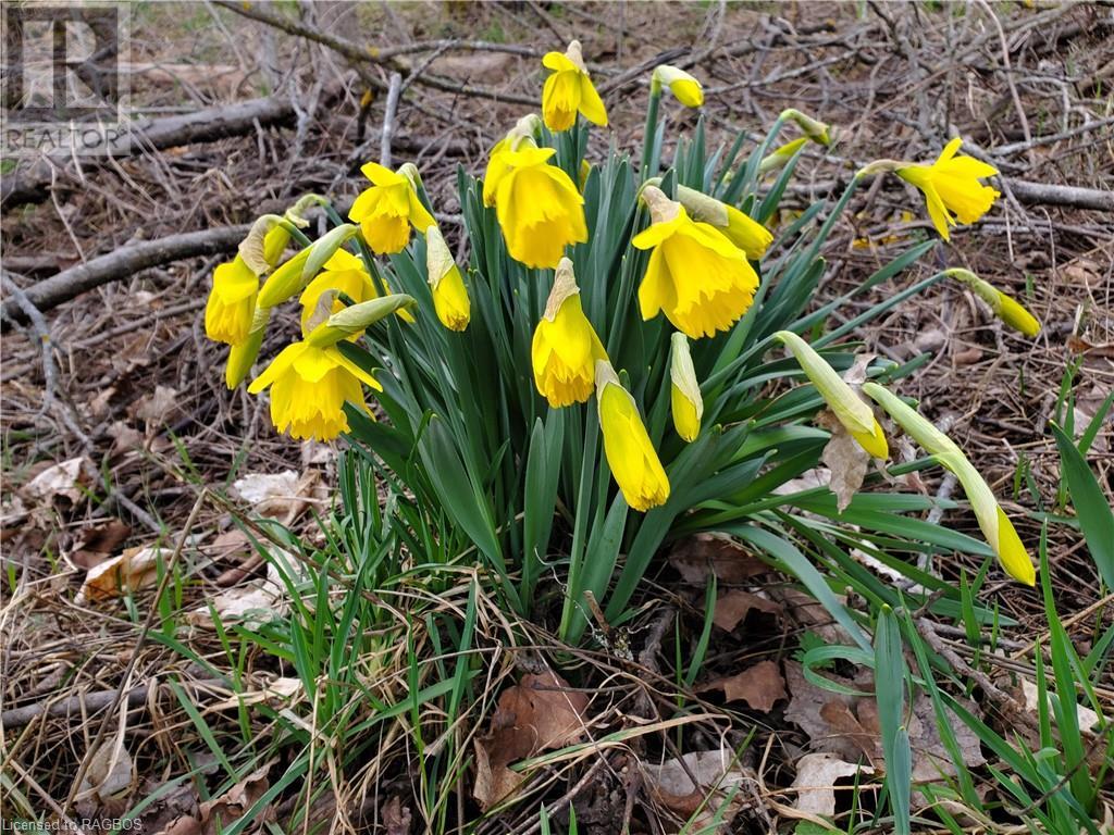 101 King Road, Teeswater, Ontario  N0G 2S0 - Photo 34 - 40522301