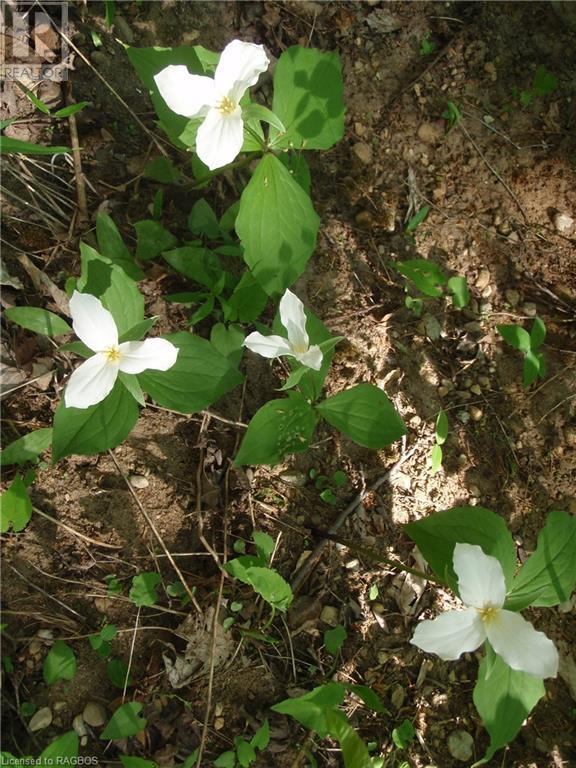 101 King Road, Teeswater, Ontario  N0G 2S0 - Photo 35 - 40522301