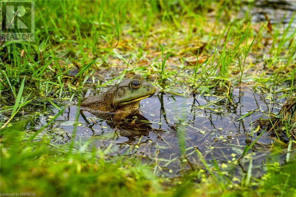 407047 Grey Road 4, Grey Highlands, Ontario  N0C 1E0 - Photo 13 - 40473723