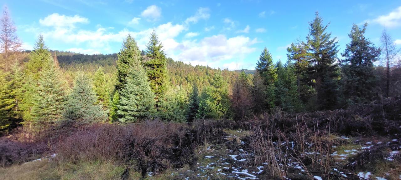 Lot 1213s Ingram Creek Forest Service Rd, Rock Creek, British Columbia  V0H 1Y0 - Photo 2 - 2474703
