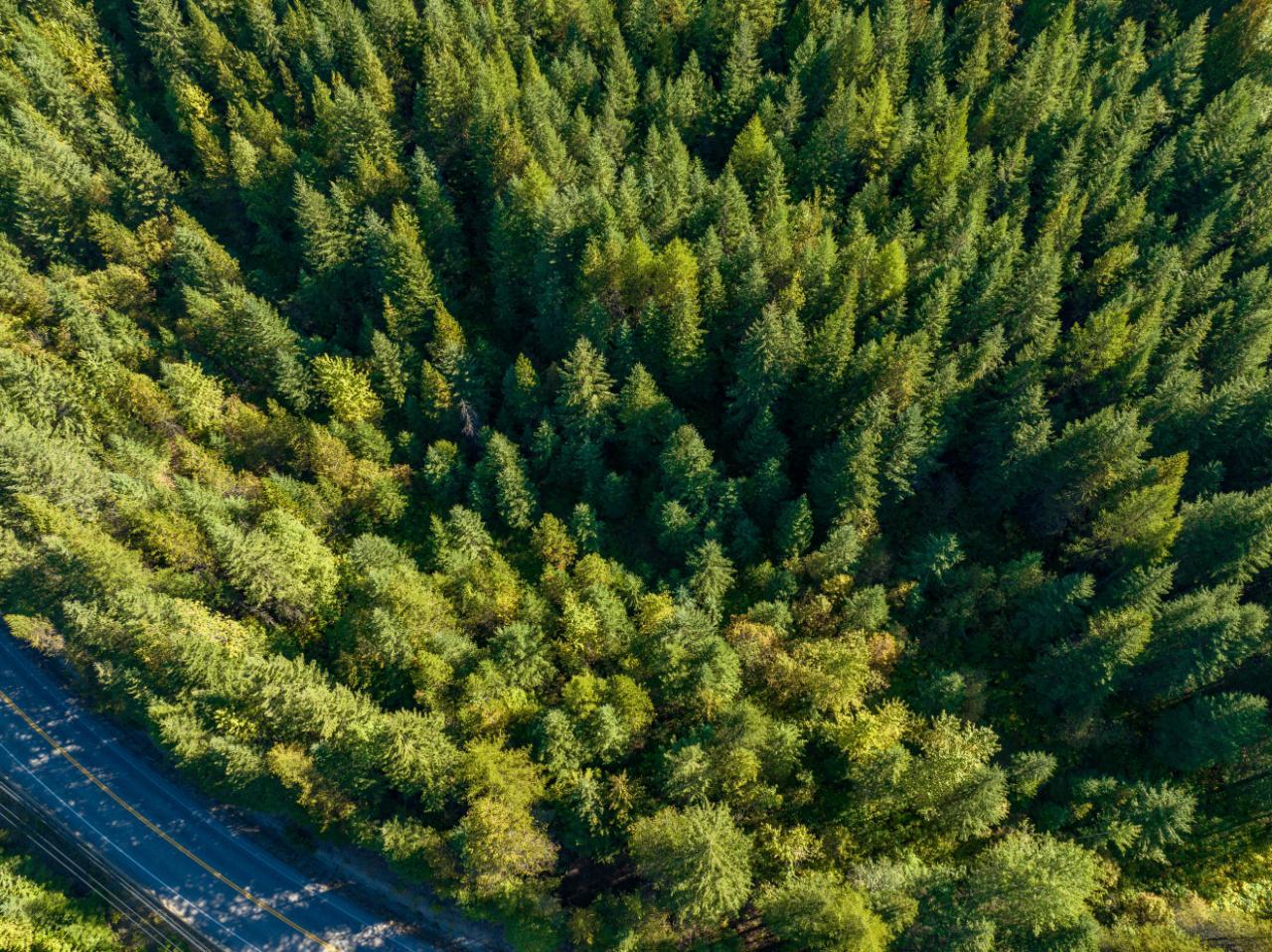 1110 Highway 22, Rossland, British Columbia  V0G 1Y0 - Photo 46 - 2474749