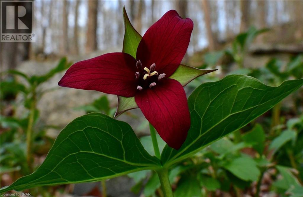 901 Mcrae Hay Lake Road Unit# 2, Whitney, Ontario  K0J 2M0 - Photo 20 - 40535271