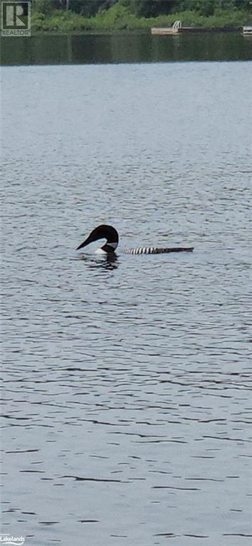 308 King Lake Road, South River, Ontario  P0A 1X0 - Photo 31 - 40534648