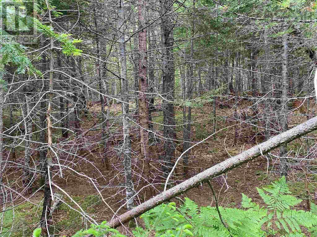 02-3 Cabot Trail, Birch Plain, Nova Scotia  B0C 1H0 - Photo 7 - 202402117