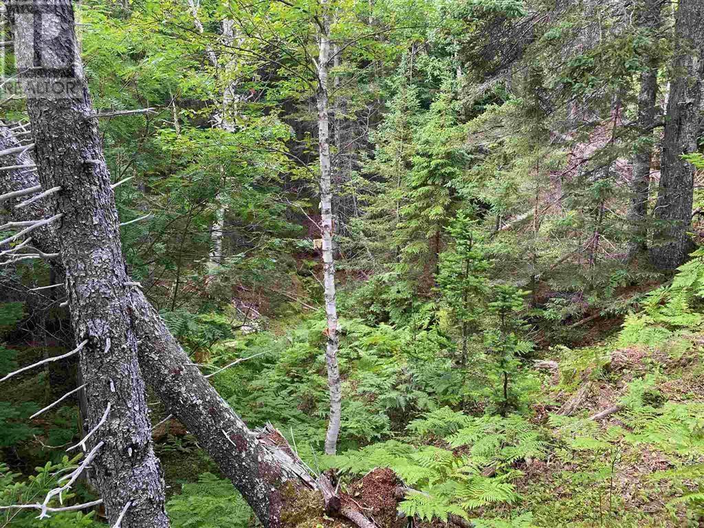 02-3 Cabot Trail, Birch Plain, Nova Scotia  B0C 1H0 - Photo 9 - 202402117