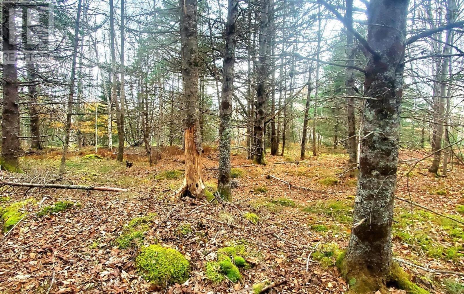 Lot Cornwall Road, Upper New Cornwall, Nova Scotia  B0J 2E0 - Photo 8 - 202402241