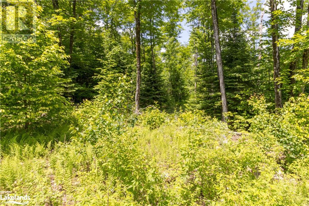 0 Haliburton Lake Road, Haliburton, Ontario  K0M 1S0 - Photo 11 - 40539486