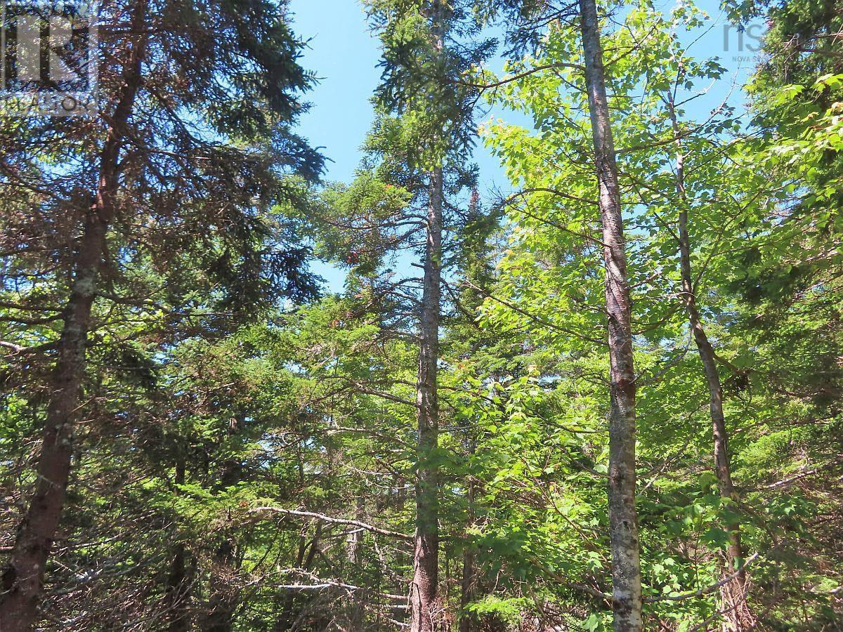Upper Grand Mira Road, Upper Grand Mira, Nova Scotia  B1K 1M1 - Photo 16 - 202402651
