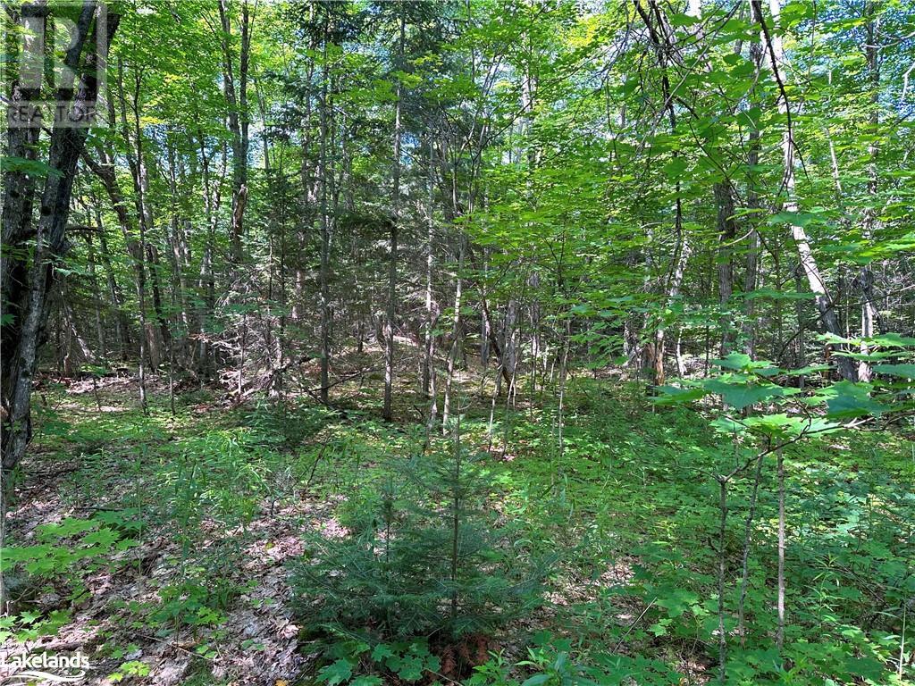1025 520 Highway, Whitestone, Ontario  P0A 1G0 - Photo 15 - 40540877
