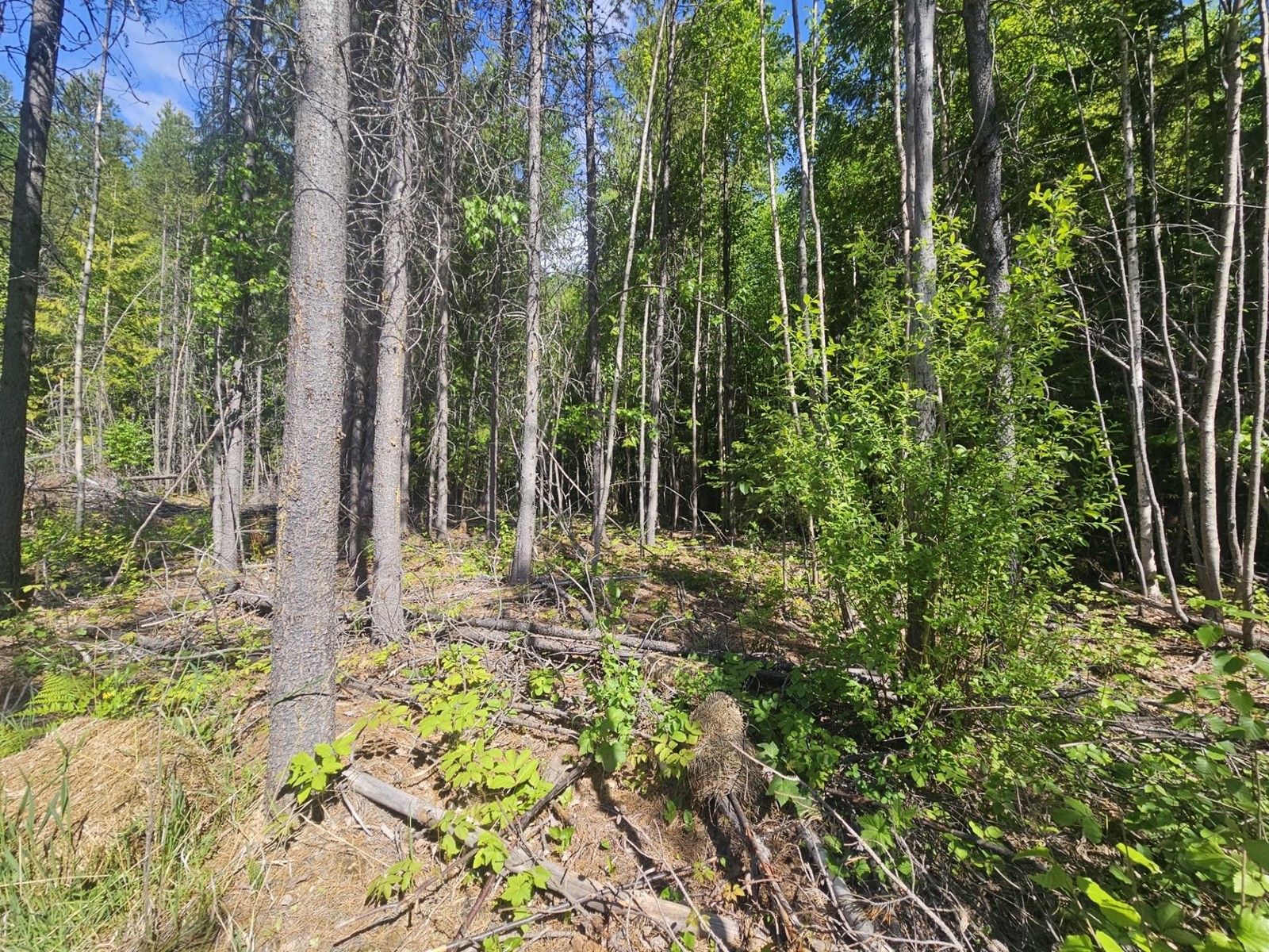 165 Suncrest Road, Pass Creek, British Columbia  V1N 4T5 - Photo 15 - 2474935