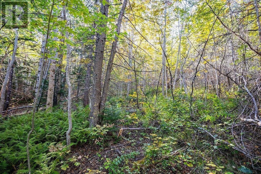Lot Ridge Road, Hillgrove, Nova Scotia  B0V 1A0 - Photo 4 - 202402839