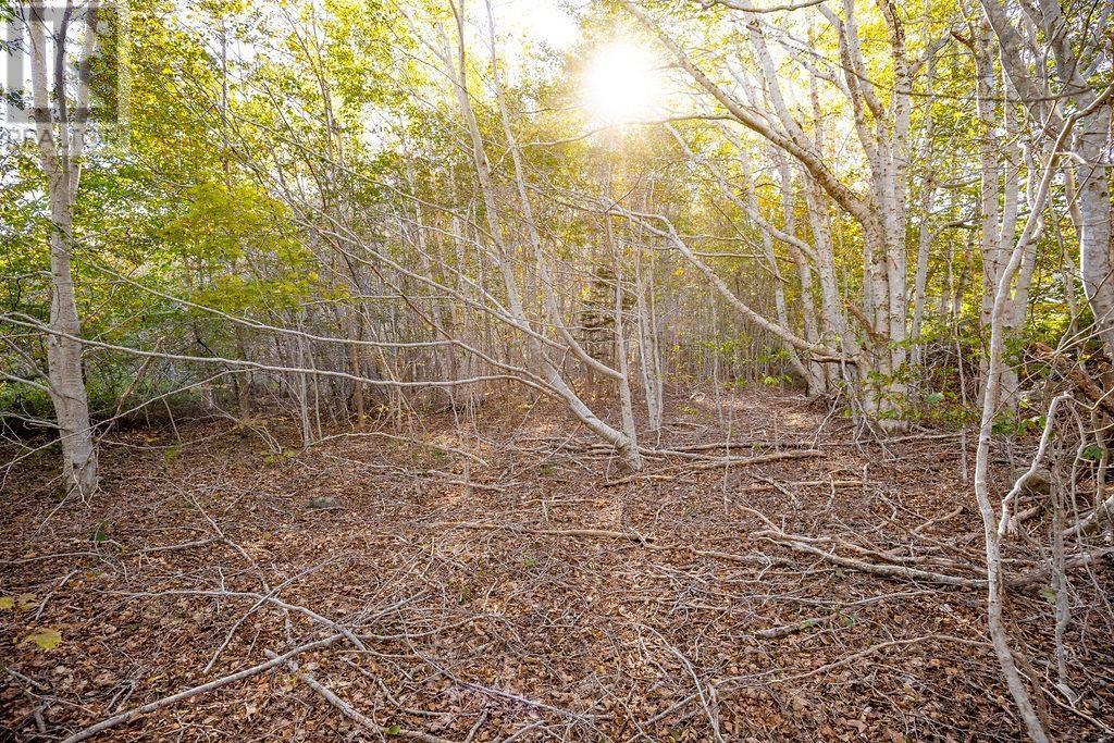 Lot Ridge Road, Hillgrove, Nova Scotia  B0V 1A0 - Photo 6 - 202402839