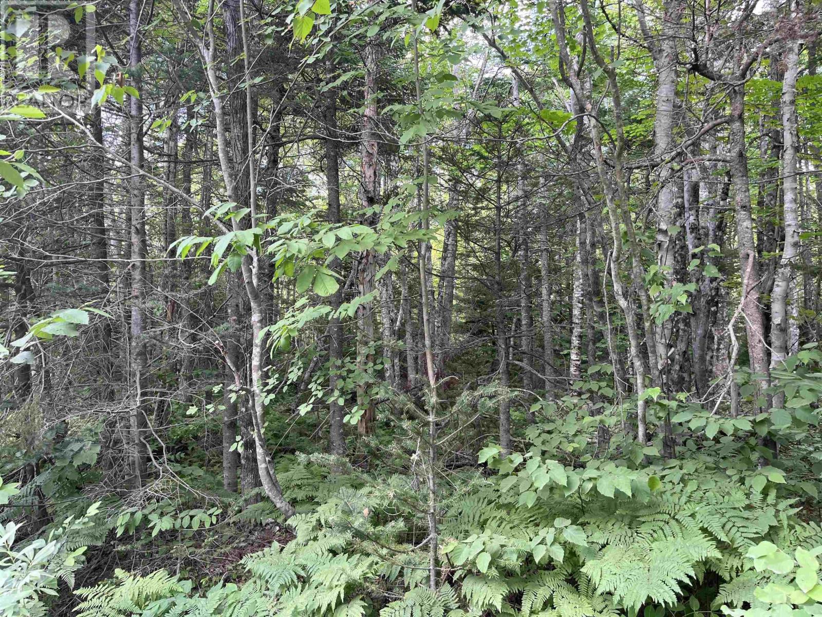 6 Lots 1-7 Butler Road Road, forest home, Nova Scotia