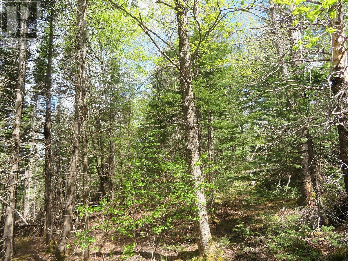 Washabuck Road, Washabuck Bridge, Nova Scotia  B2C 1N5 - Photo 15 - 202403446
