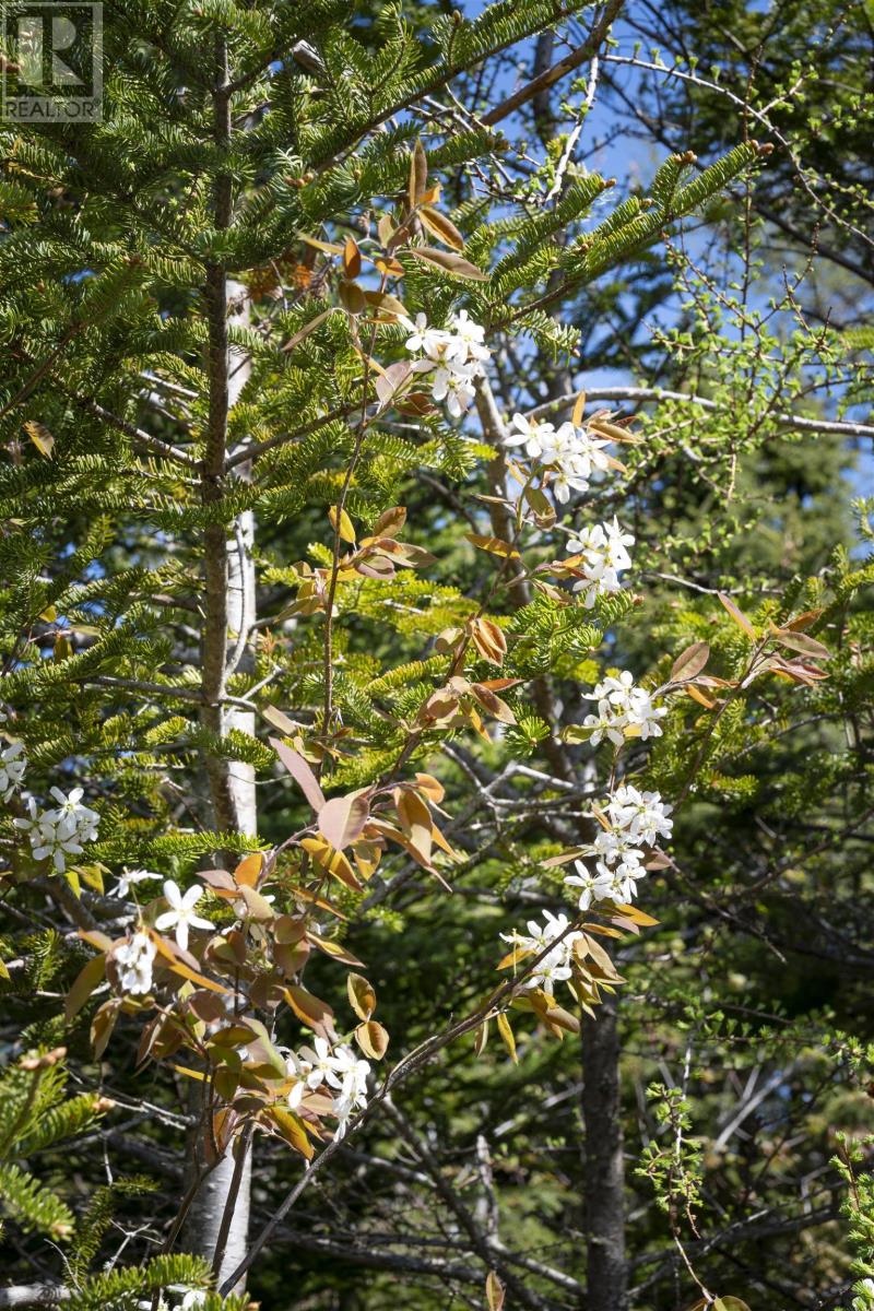 No 357 Highway, Meaghers Grant, Nova Scotia  B0J 2L0 - Photo 13 - 202403554