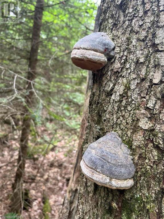 Lot2 Con 8, Bracebridge, Ontario  P1L 1X1 - Photo 6 - 40547569