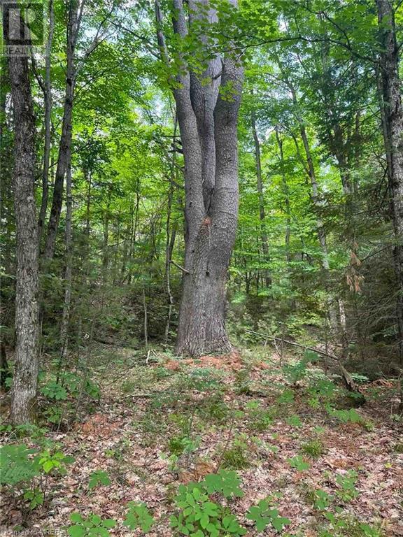 Lot2 Con 8, Bracebridge, Ontario  P1L 1X1 - Photo 5 - 40547569