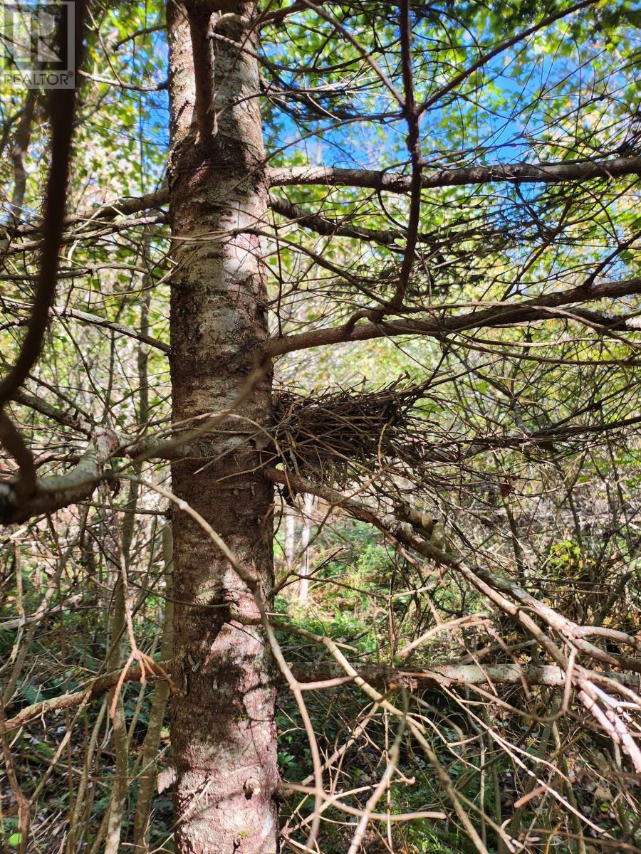 Lot Greenfield Road, Greenfield, Nova Scotia  B4P 2R1 - Photo 10 - 202403693