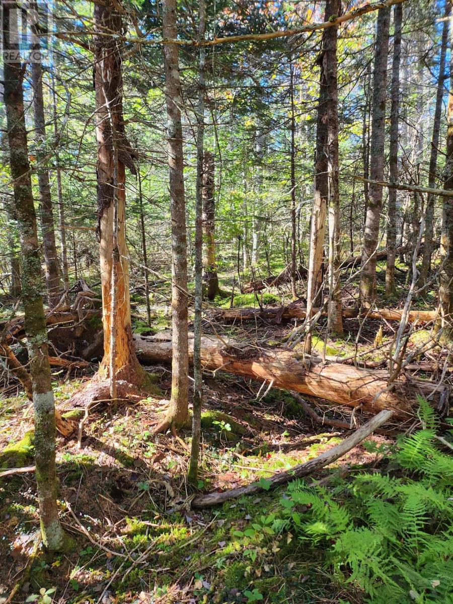 Lot Greenfield Road, Greenfield, Nova Scotia  B4P 2R1 - Photo 5 - 202403693