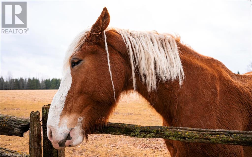 674217 Hurontario Street, Mono, Ontario  L9W 5R9 - Photo 36 - 40545542