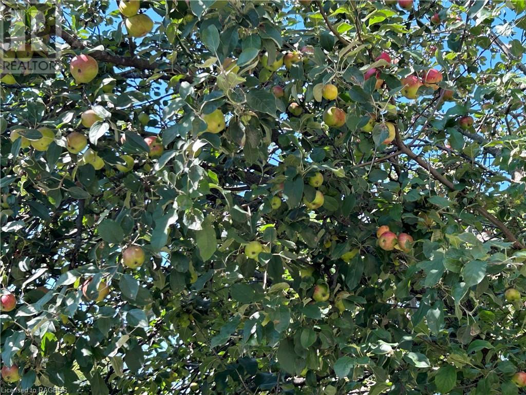 213 Queen Street S, Durham, Ontario  N0G 1R0 - Photo 28 - 40546506