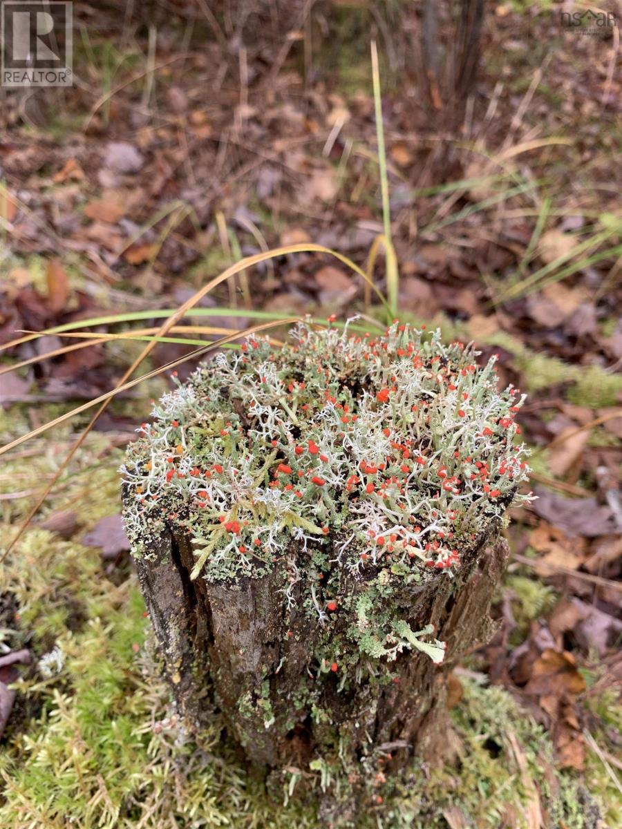 Lot 1 The Grant Preserve, Meaghers Grant, Nova Scotia  B0V 1V0 - Photo 12 - 202403765